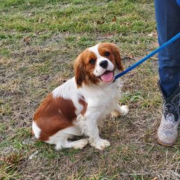 Honey - Cavalier King Charles Spaniel