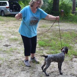 German Shorthaired Pointer Puppies from Twin Gabels GSPs
