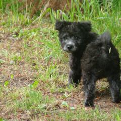 Pumi Puppies from Abiqua Pumik