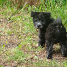 Pumi Puppies from Abiqua Pumik
