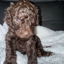 Light Pink Female - Red female Aussiedoodle puppy in Scottsboro, Alabama from Murphie and Banks Doodles