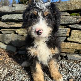 Teddy - Tri-color male Bernedoodle puppy in Canterbury, Connecticut from Katelyn Aubin