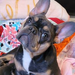 French Bulldogs from MercedesMeza