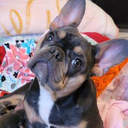 French Bulldogs from MercedesMeza