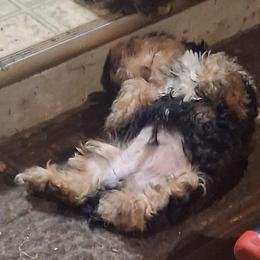 Kenny - Black and tan male Yorkshire Terrier puppy in Jacksonville, Arkansas from Royal Yorkie Terrier