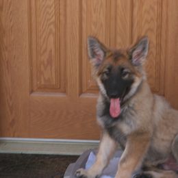 Shiloh Shepherd Puppies from Solace Shilohs