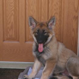 Shiloh Shepherd Puppies from Solace Shilohs