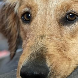 Golden Retrievers from San Tan Valley Goldens