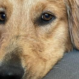 Golden Retrievers from San Tan Valley Goldens
