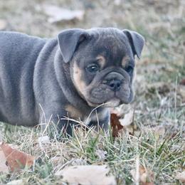 Noel - Blue tri-color female Bulldog puppy in Zionsville, Indiana from Midwest Bulldogs