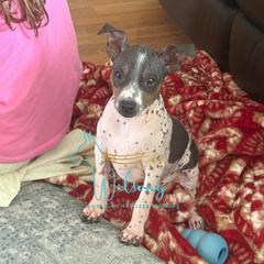 Kelce - White and black male American Hairless Terrier puppy in Smith Center, Kansas from Wilsong Kennel
