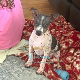 Kelce - White and black male American Hairless Terrier puppy in Smith Center, Kansas from Wilsong Kennel