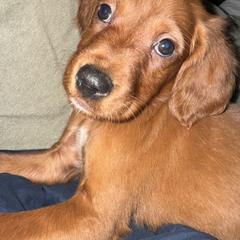 Jack the Mini Irish Setter - Mahogany male Irish Setter puppy in Orem, Utah from Rocky Mountain Irish Setters