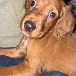 Jack the Mini Irish Setter - Mahogany male Irish Setter puppy in Orem, Utah from Rocky Mountain Irish Setters