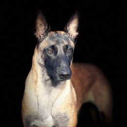 Arrow - Belgian Malinois