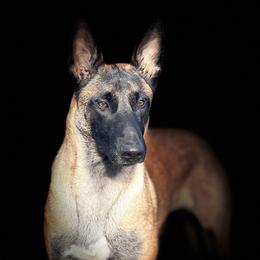 Arrow - Belgian Malinois