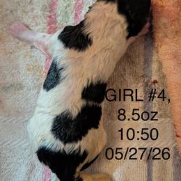 Puppy 5 Female - White black and tan female Wire Fox Terrier puppy in Kannapolis, North Carolina from What the Fox - Wire Fox Terriers
