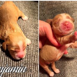 Benjamin - Buff male Cocker Spaniel puppy in Clinton, Oklahoma from Enchanted Spaniels