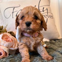 Lady Marin Grey - Adult 9-11 lb - female Cavapoochon puppy in Fairmont, West Virginia from Family Raised Heirloom Companions