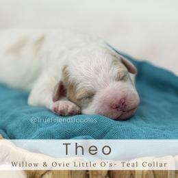 THEO - Teal Collar - Parti male Goldendoodle puppy in Watertown, New York from True Friend Doodles