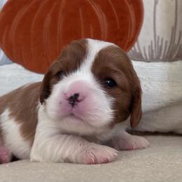 Teddy - Blenheim male Cavalier King Charles Spaniel puppy in Gallatin, Tennessee from Kids and Canines