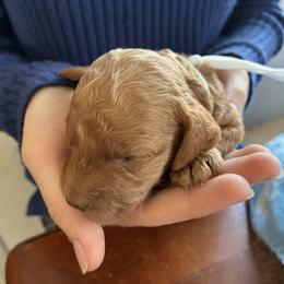 Ice - Red and white female Cockapoo puppy in Adrian, Oregon from ApplebyFarm
