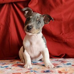 Otto - White and blue male Teddy Roosevelt Terrier puppy in Claremore, Oklahoma from Travelin' Man Terriers