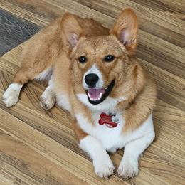 Mack - Pembroke Welsh Corgi