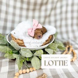 Lottie - Red  female Goldendoodle puppy in Cedar City, Utah from Cedar Doodles- Home of the Teddybear Goldendoodle