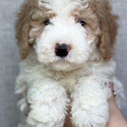 Bernedoodles and Sheepadoodles from Serenity Creek Doodles