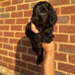 Holly - Black female Cockapoo puppy in Mobile, Alabama from Ace of Spades Yorkies