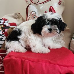 Girl 1 - Black and white female Shihpoo puppy in North Dinwiddie, Virginia from Pups Furever