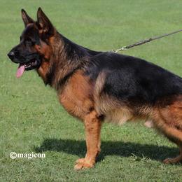 Rambo - German Shepherd