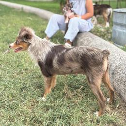 Sundae - Toy Australian Shepherd