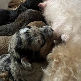 Poodle Puppies from Townsend Poodles