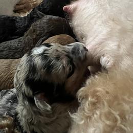 Poodle Puppies from Townsend Poodles