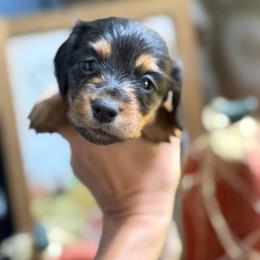Pink Collar Longhair - Black and tan female Dachshund puppy in Cottonwood, California from Circle C Farm