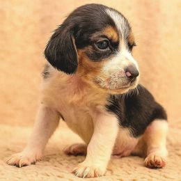 Lucky Charms - Black red and white female Beagle puppy in Rose Bud, Arkansas from Rajun Cajun Kennels