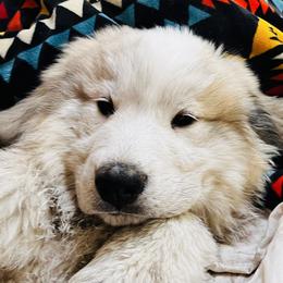 Outstanding Show Prospect Pick Of Litter - White and badger male Great Pyrenees puppy in Milton Freewater, Oregon from Polar Light Great Pyrenees