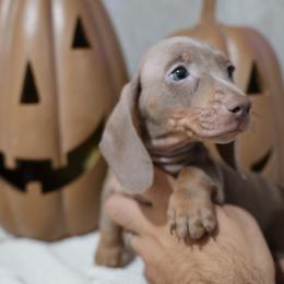 Eddy - Fawn (Isabella) male Dachshund puppy in Jurupa Valley, California from Divine Doxies