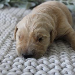Golden Retriever Puppies from UnrivaledGoldens