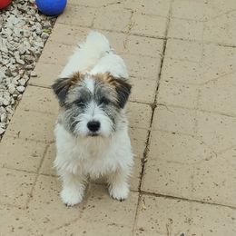 Kali - Russell Terrier