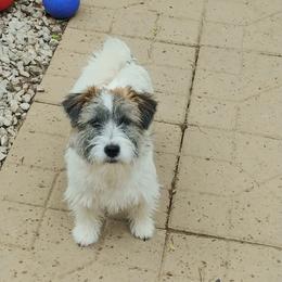 Kali - Russell Terrier