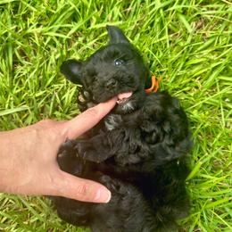 Beau - Black male Miniature Schnauzer puppy in Orlando, Florida from AOK SCHNAUZERS - Central Florida Miniature Schnauzers