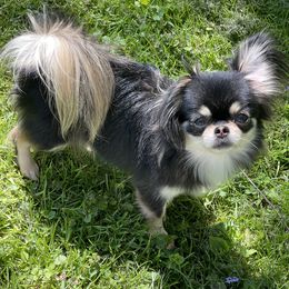 Marina - Chihuahua