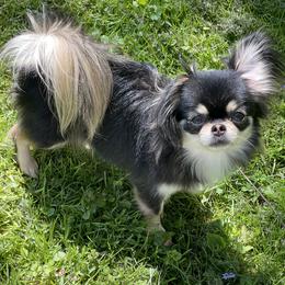 Marina - Chihuahua
