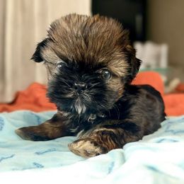 AKC-Bumble - Brindle and white male Shih Tzu puppy in Mooresville, North Carolina from Juji Shih Tzu