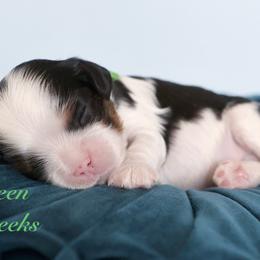 Green - Tri-color male Cavalier King Charles Spaniel puppy in Flagstaff, Arizona from Cadelia Cavalier King Charles Spaniels