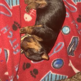 Yorkshire Terrier Puppies from Debbie’s Little Yorkies