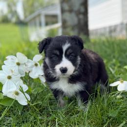 Baby girl 1 - Black tri female Toy Australian Shepherd puppy in Nickelsville, Virginia from Pecan Creek